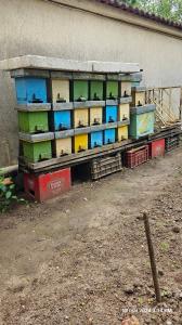 Vânzare nuclee pt împerecheat mătci albine